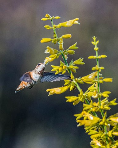 Allen's Hummingbird - James Kendall