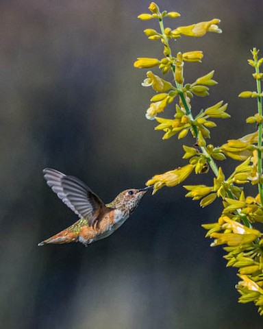 Allen's Hummingbird - James Kendall