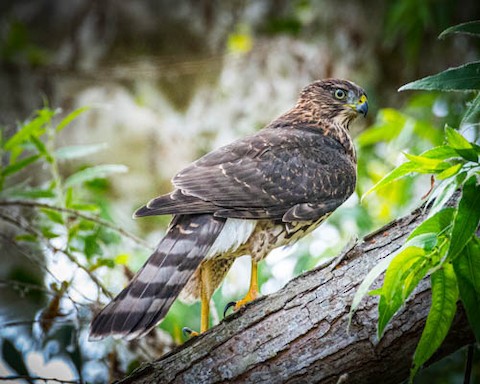 Cooper's Hawk - James Kendall