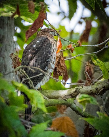 Cooper's Hawk - James Kendall