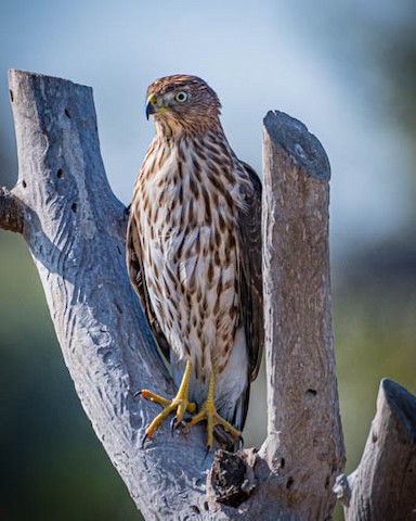 Cooper's Hawk - James Kendall