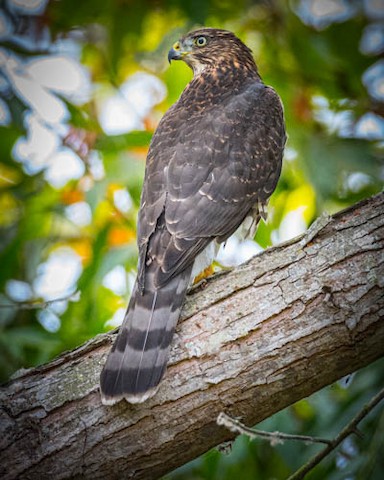 Cooper's Hawk - James Kendall