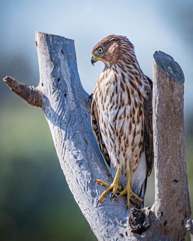 Cooper's Hawk - James Kendall