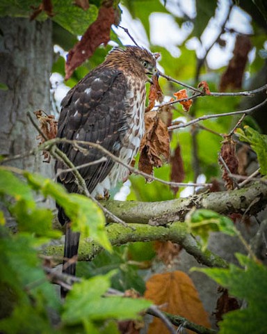 Cooper's Hawk - James Kendall