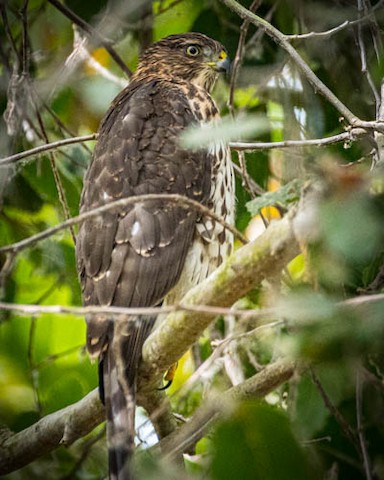 Cooper's Hawk - James Kendall