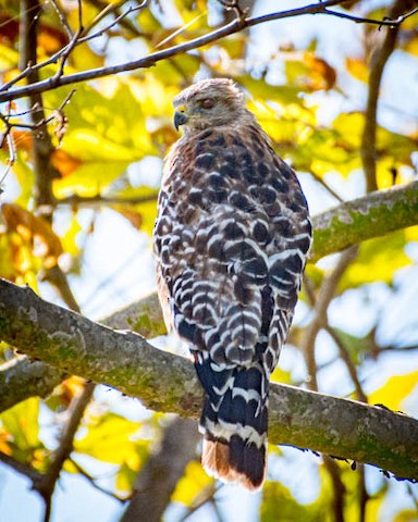 Red-shouldered Hawk - James Kendall