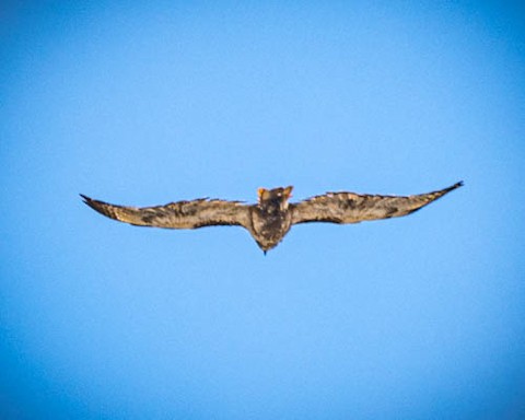 Red-tailed Hawk - James Kendall