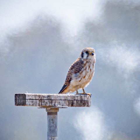 American Kestrel - James Kendall