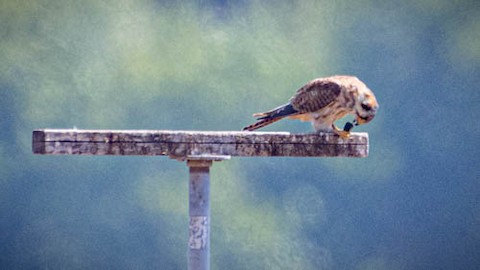 American Kestrel - James Kendall