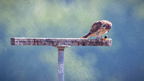 American Kestrel - James Kendall