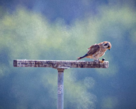 American Kestrel - James Kendall