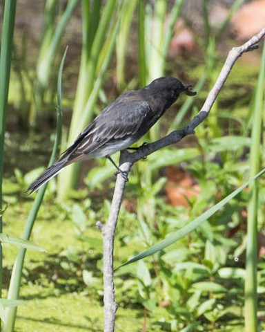 Black Phoebe - James Kendall