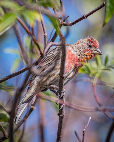 House Finch - James Kendall