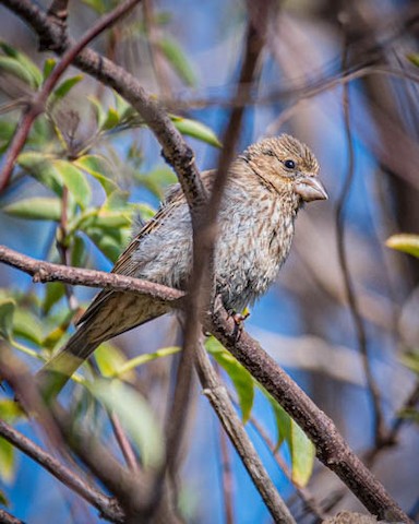 House Finch - James Kendall