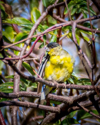 Lesser Goldfinch - James Kendall