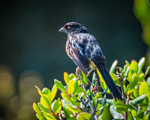 Spotted Towhee - James Kendall