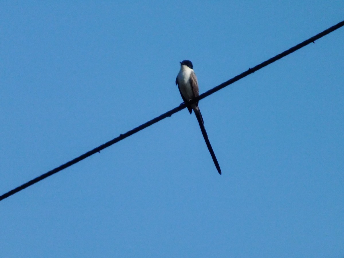 Fork-tailed Flycatcher - ML357751801