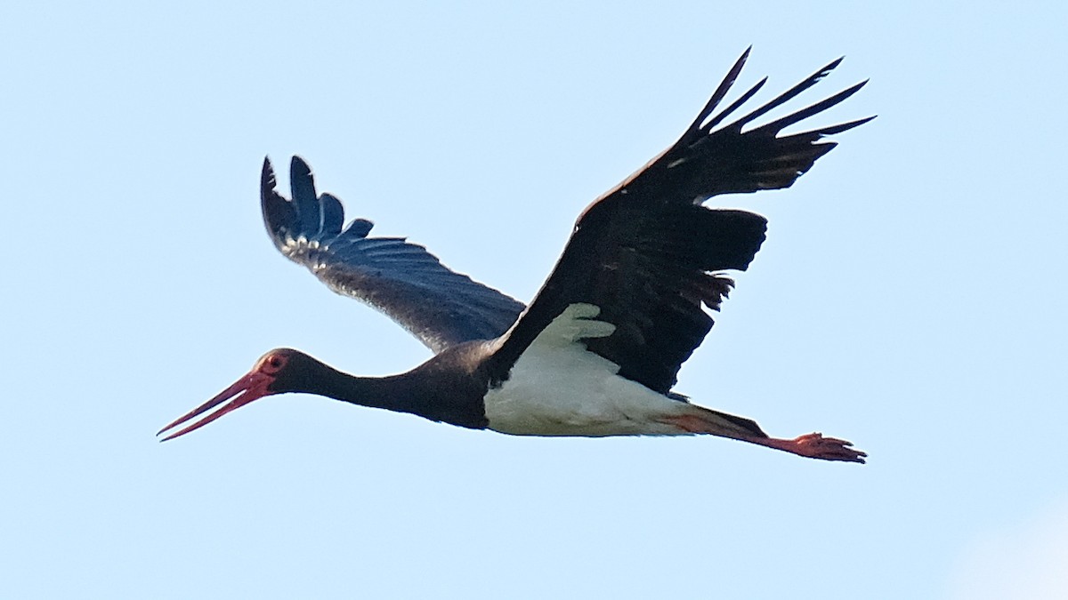 Black Stork - Pavel Kunetek