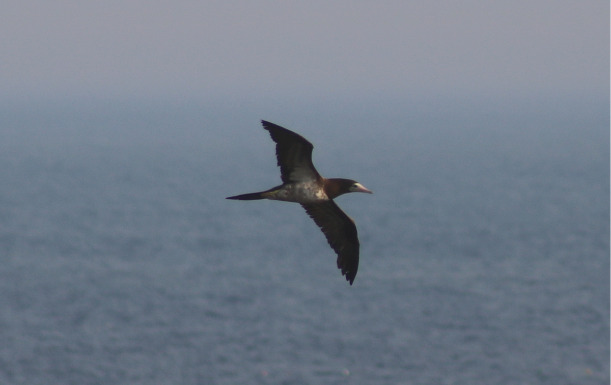 Brown Booby - ML357763341