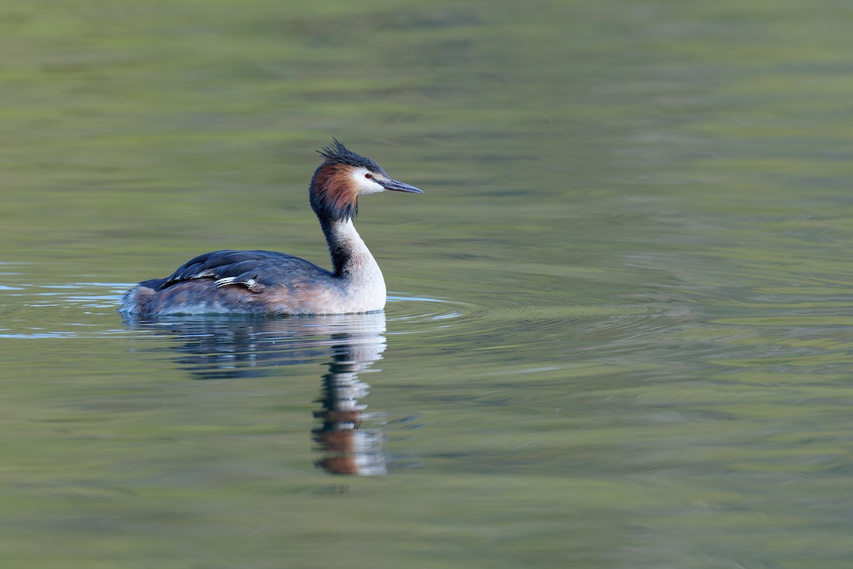Great Crested Grebe - Vincent Wang