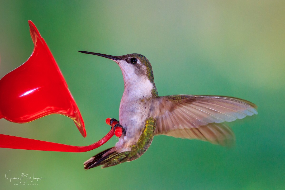 Ruby-throated Hummingbird - Jamie B Wagner