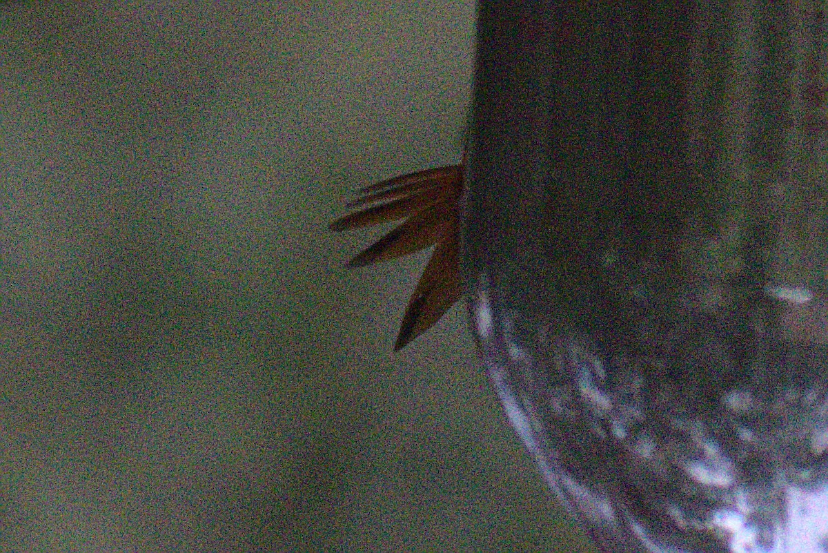 Allen's Hummingbird - Severin Uebbing