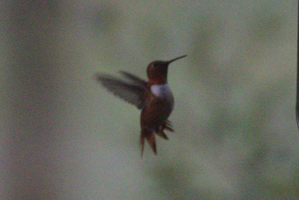 Allen's Hummingbird - Severin Uebbing