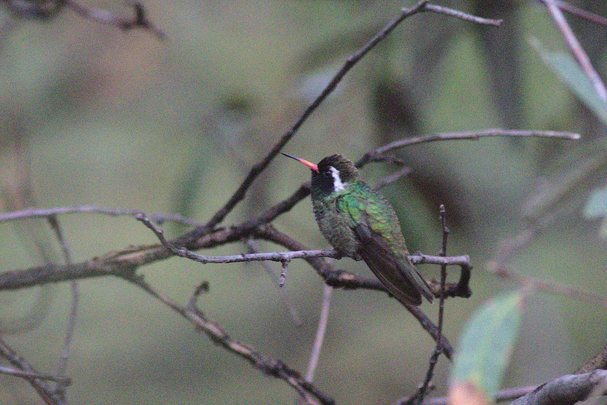 White-eared Hummingbird - ML357775011