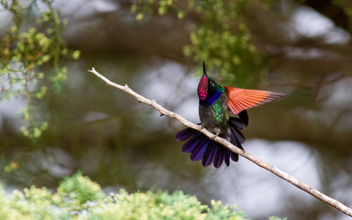 Garnet-throated Hummingbird - Adam Sell