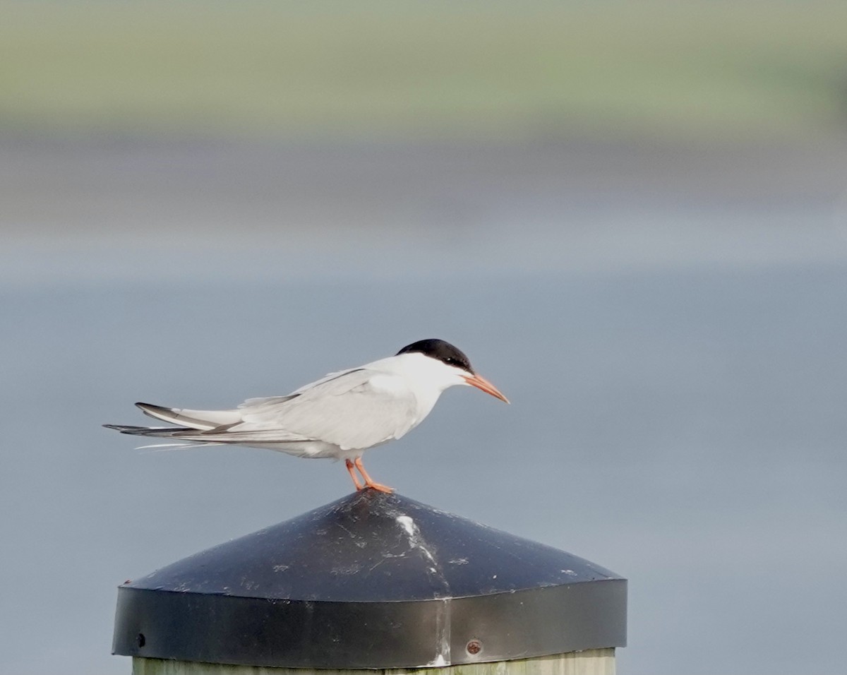 Common Tern - Jeanne-Marie Maher