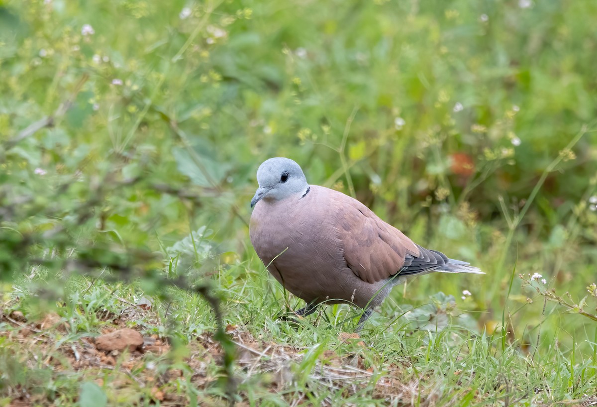 Red Collared-Dove - ML357781231