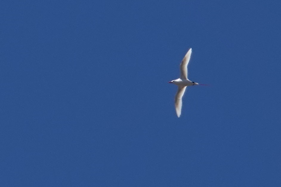 Red-tailed Tropicbird - ML357788971