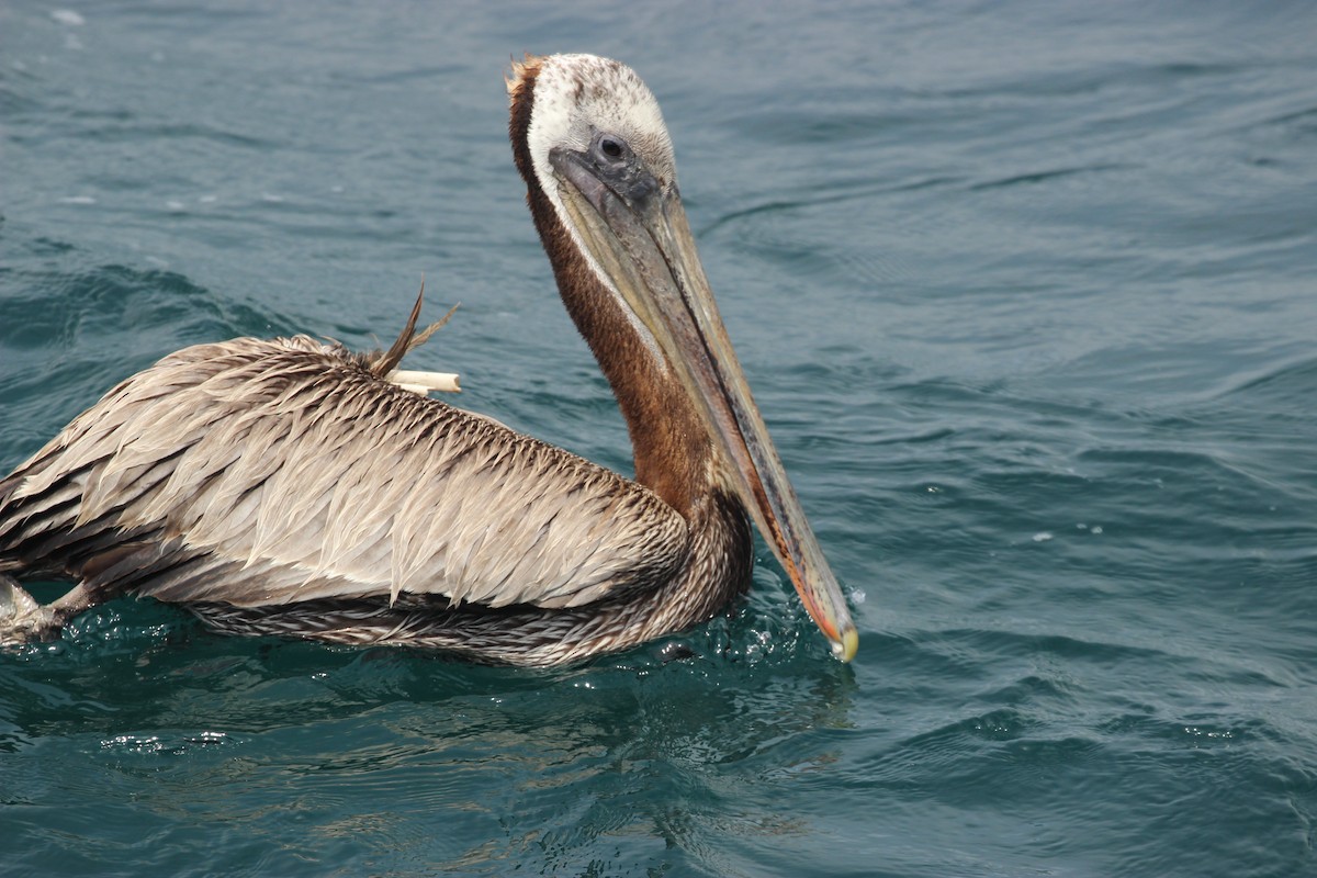 pelikán hnědý - ML357795251