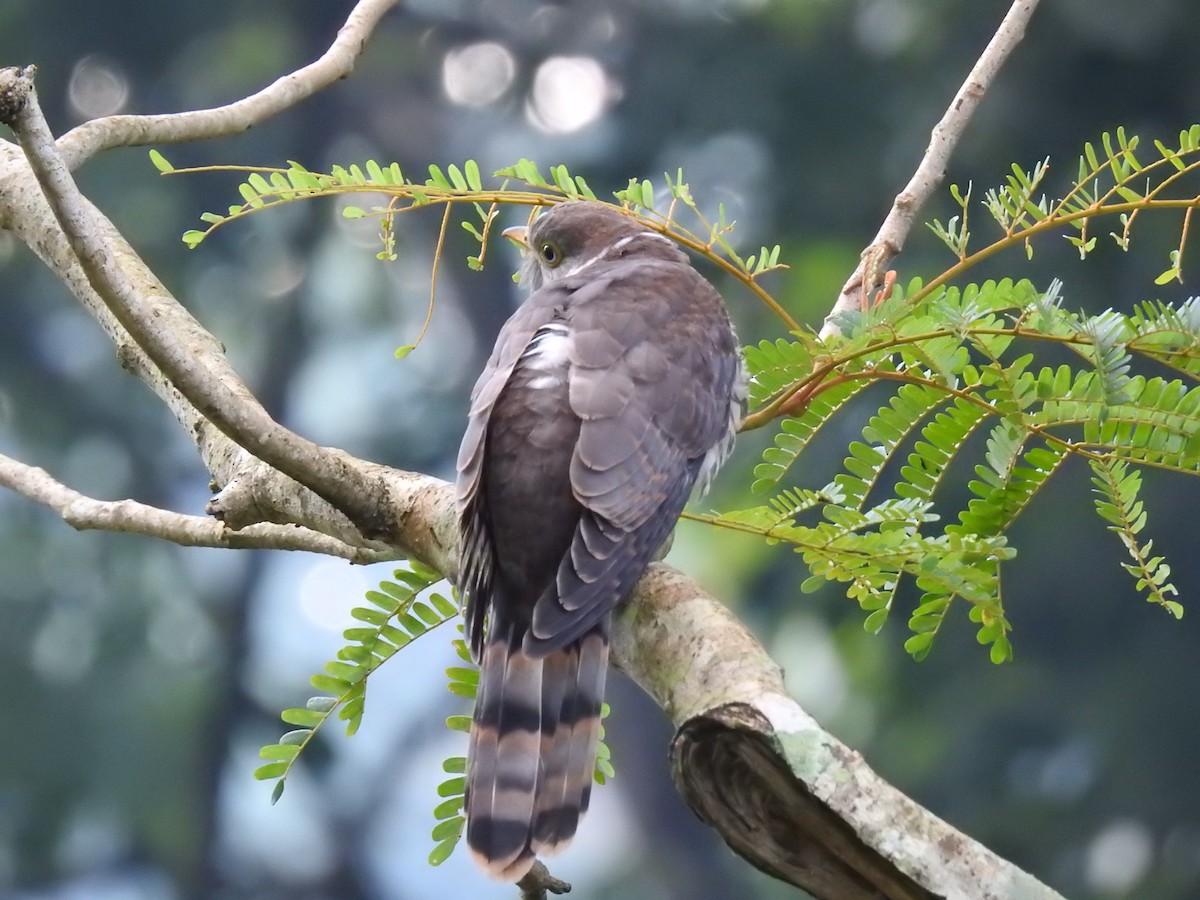 Common Hawk-Cuckoo - Aparajita Datta