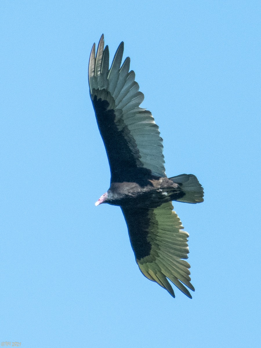 Turkey Vulture (Northern) - T I