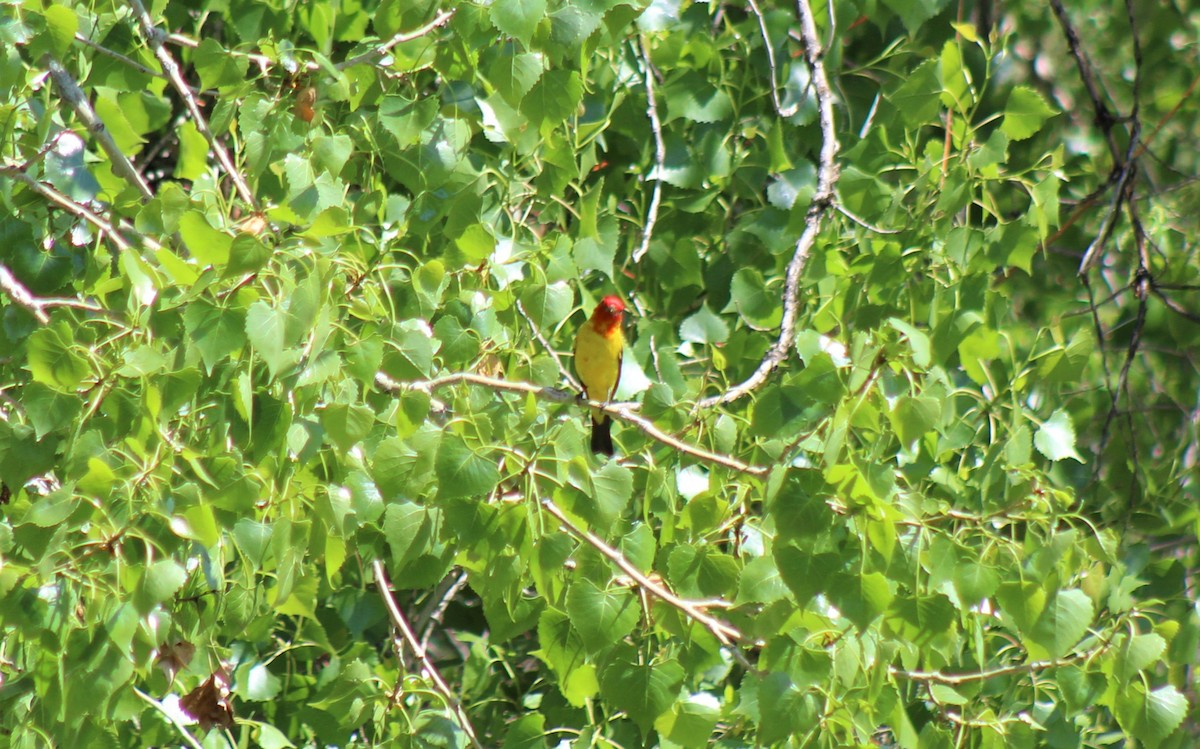 Western Tanager - ML357805381