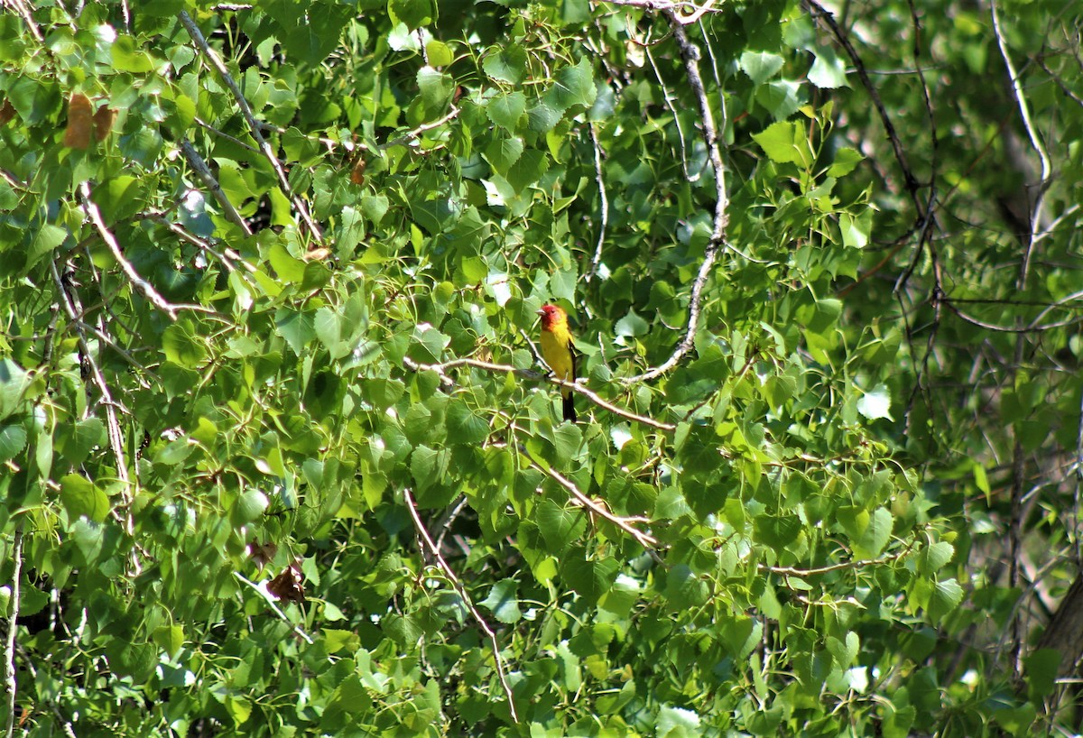Western Tanager - ML357805441