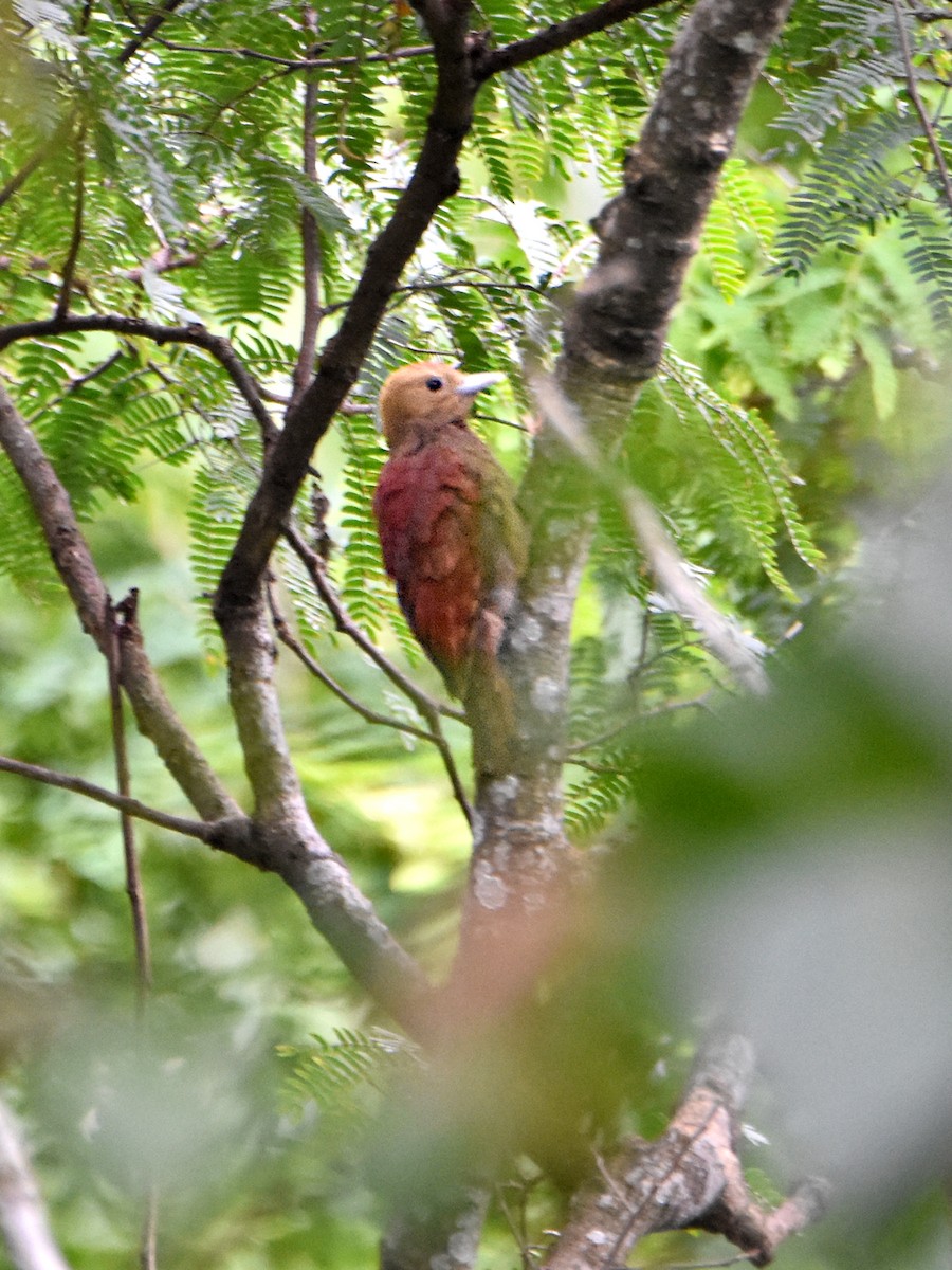 Pale-headed Woodpecker - Arup Ghosh