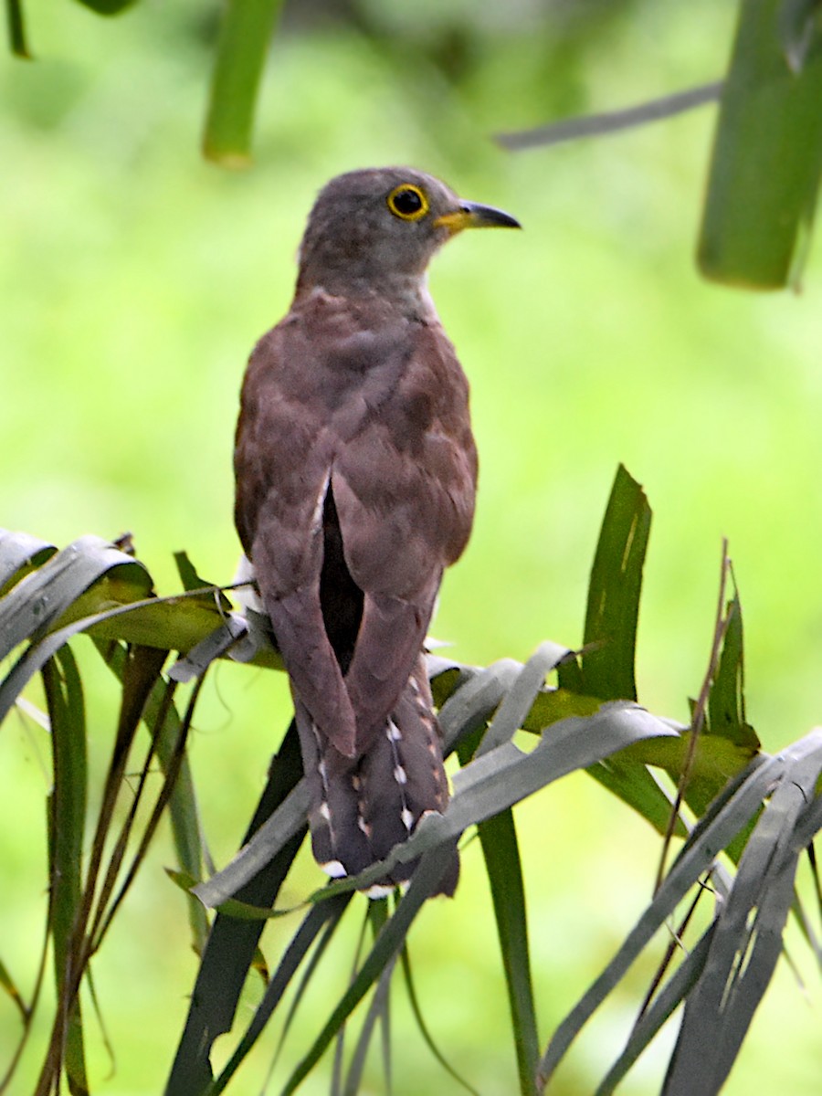 Indian Cuckoo - Arup Ghosh