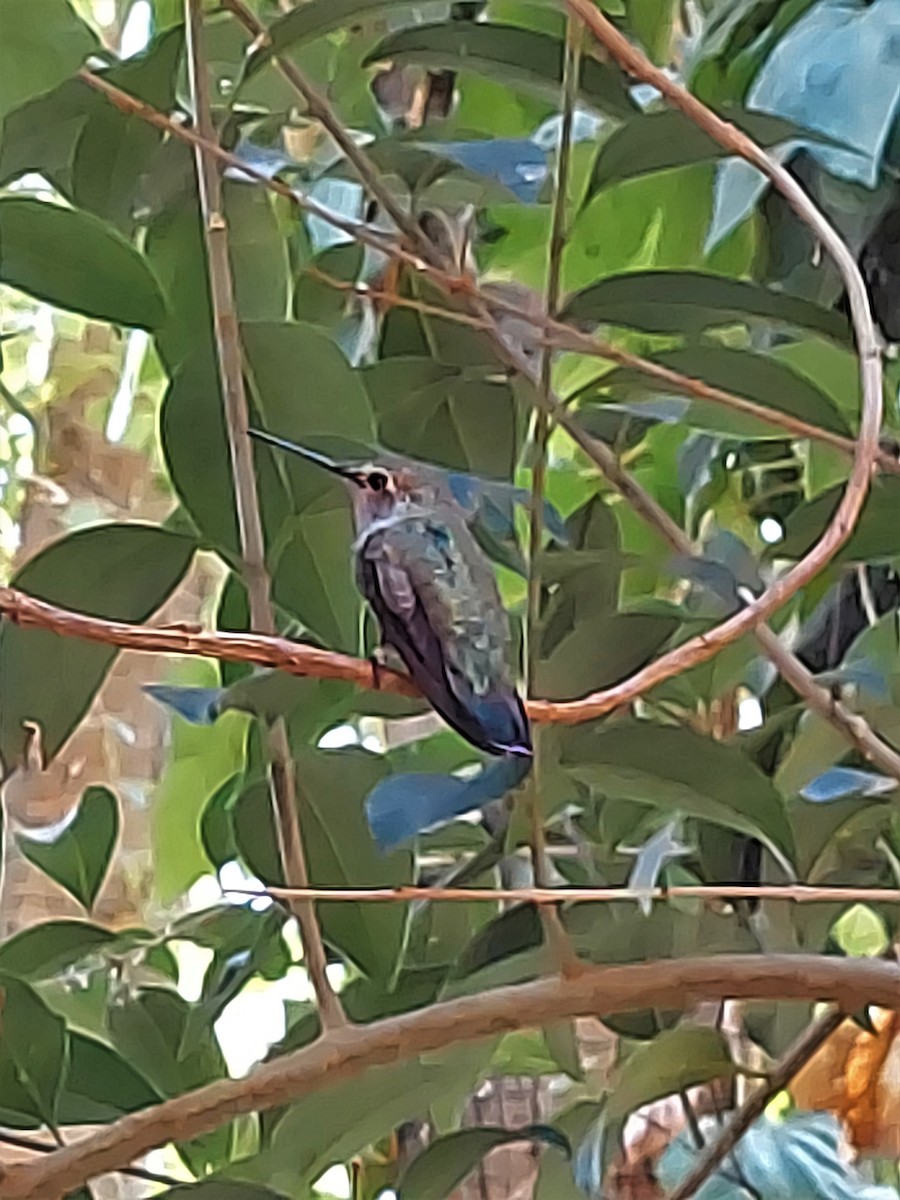 Costa's Hummingbird - ML357806611