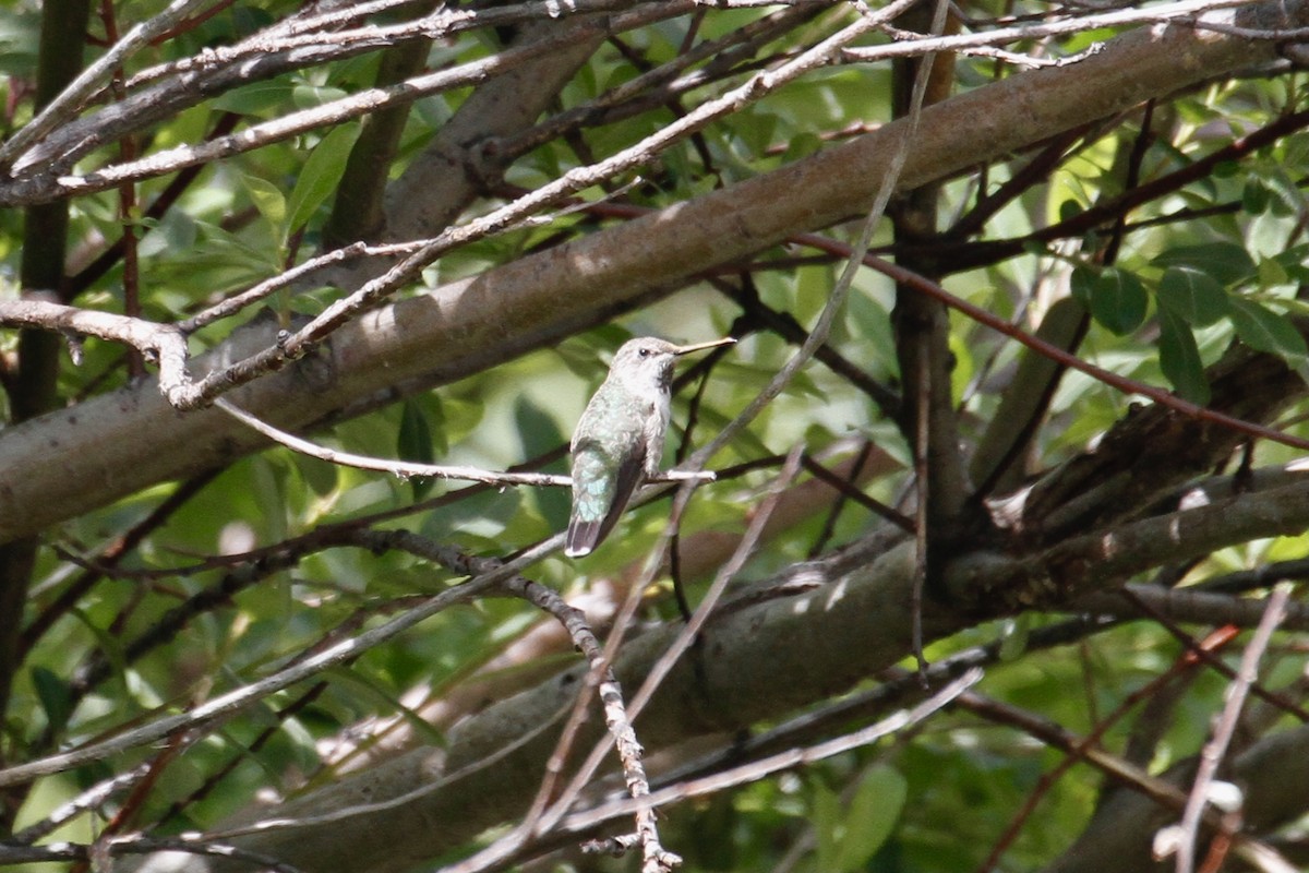 Calliope Hummingbird - Austin C & Haocong R