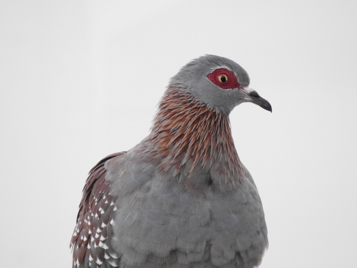 Speckled Pigeon - Fe Sofal