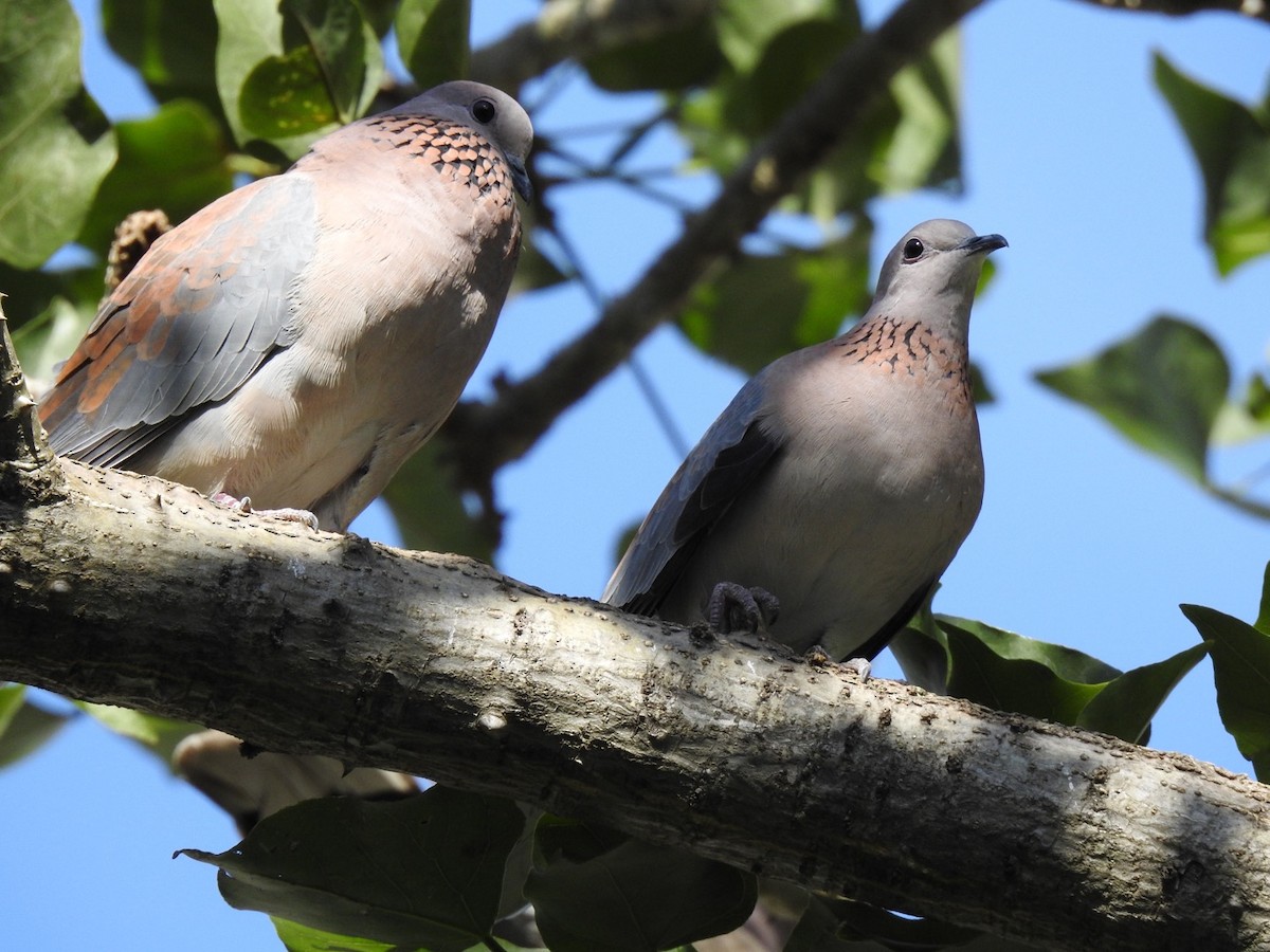 Laughing Dove - Fe Sofal
