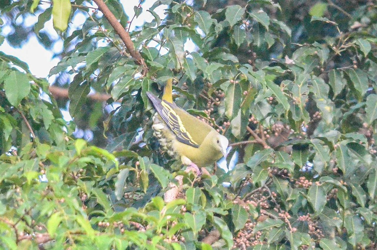 Andaman Green-Pigeon - ML35782481