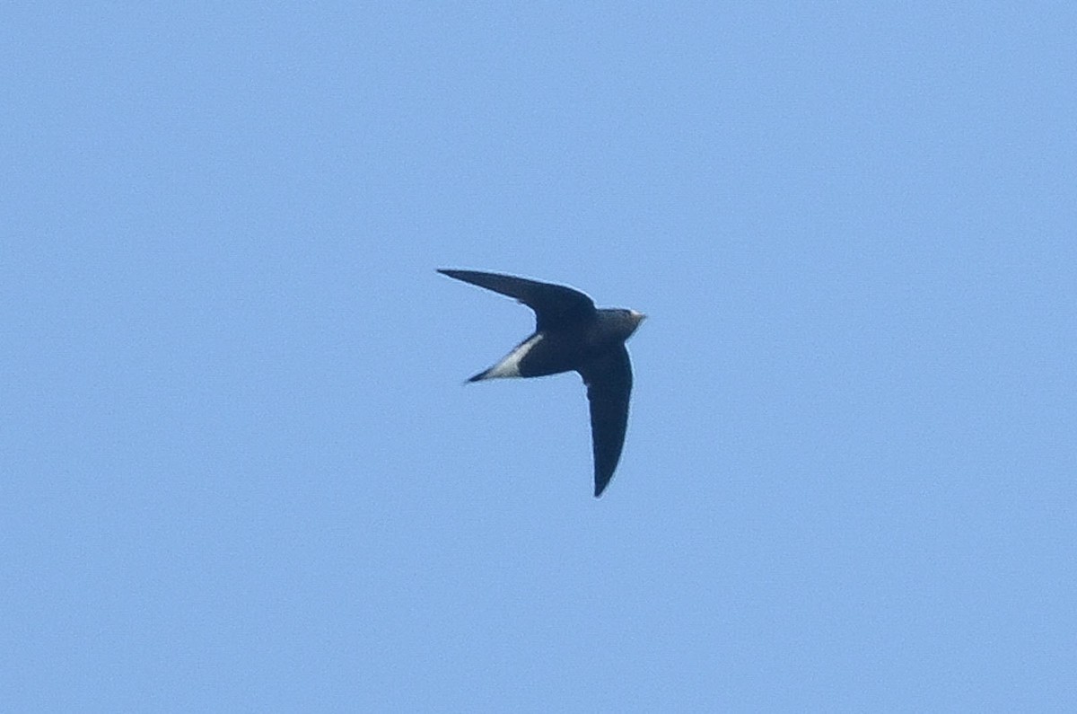 Brown-backed Needletail - ML35782511