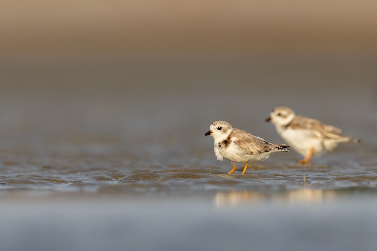 Piping Plover - ML357825161