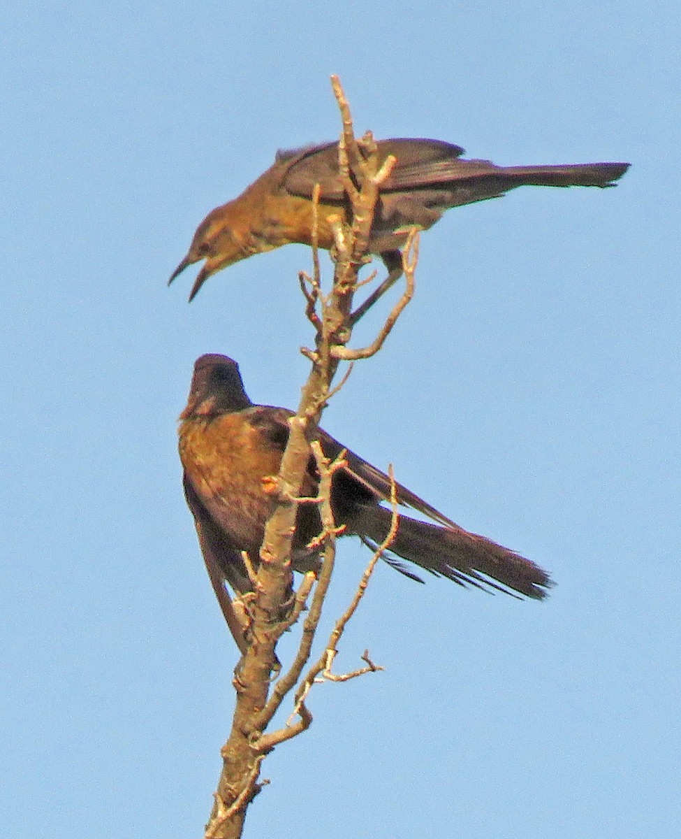 Great-tailed Grackle - ML357829641