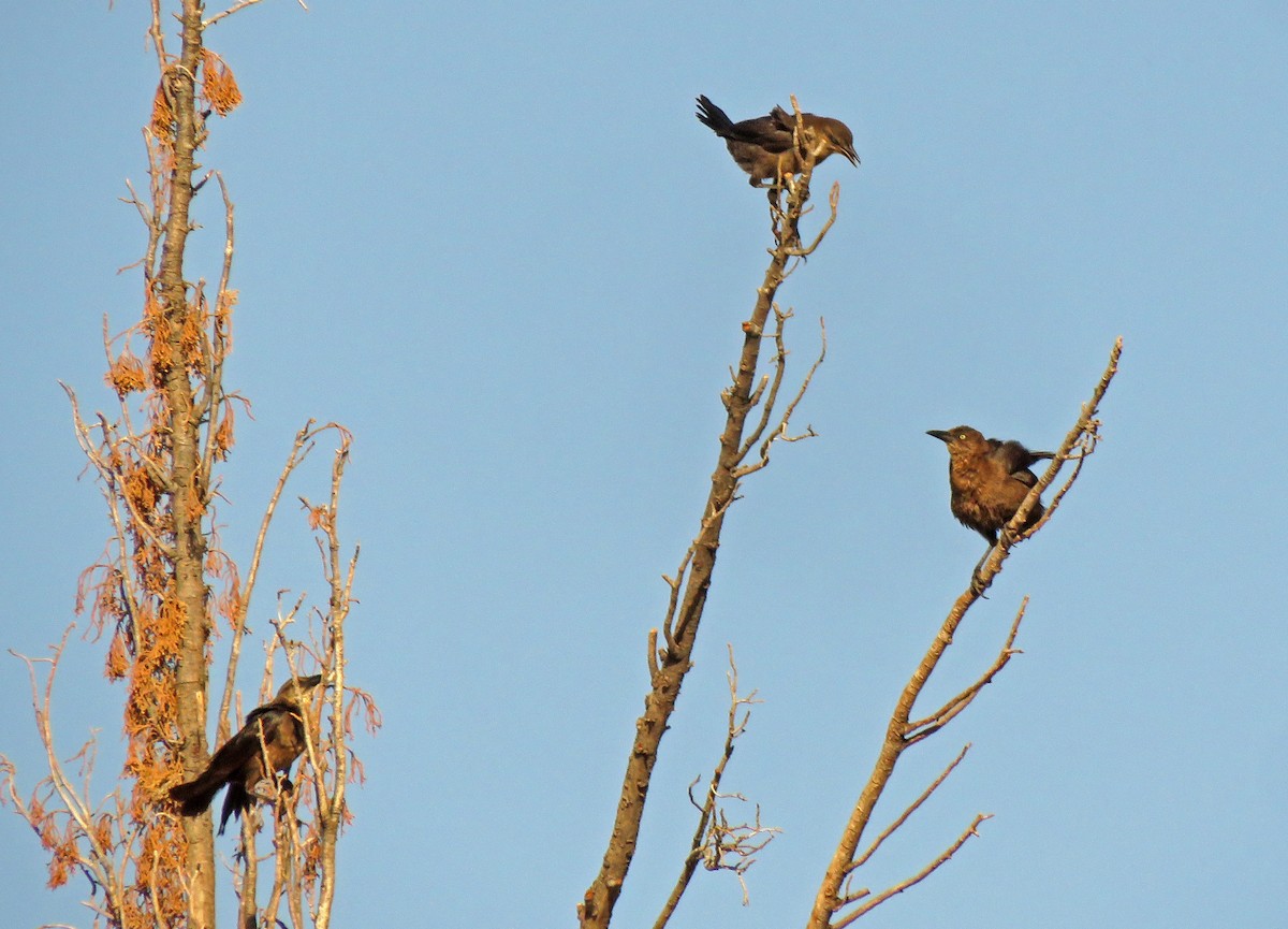 Great-tailed Grackle - ML357829661
