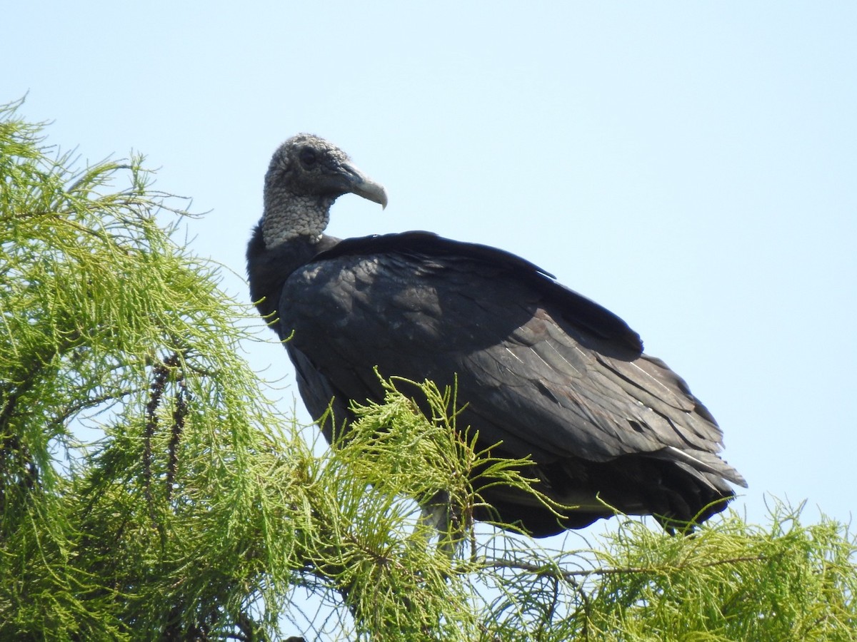 Black Vulture - Jim Valenzuela