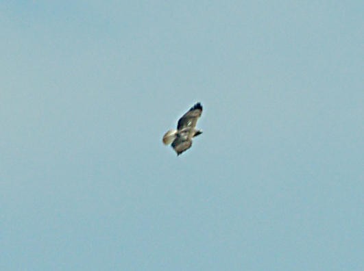 Red-tailed Hawk (Harlan's) - ML357836001